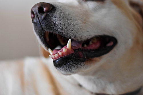 如何保养狗狗的牙齿和眼睛 