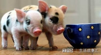 盘点那些微型小宠物,茶杯猪猪种价值高达万元
