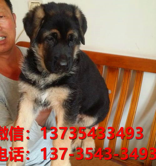 福州宠物狗狗犬舍出售纯种德牧犬幼犬卖狗地方在哪里卖狗有狗市场