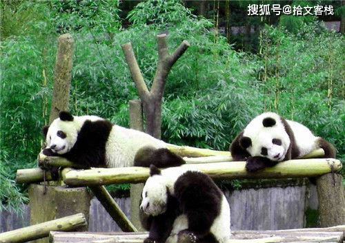 关于熊猫的历史记载