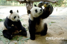 中国人工圈养大熊猫达两百九十只 