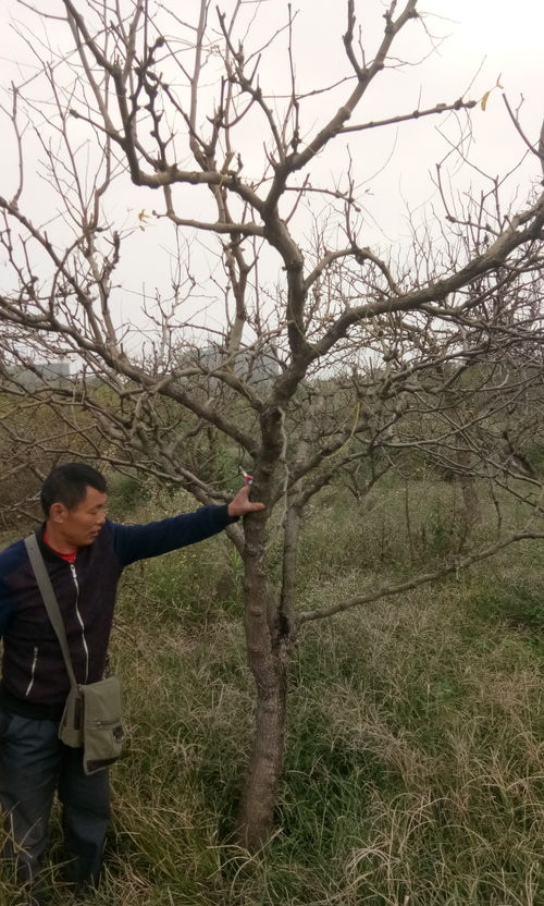 枣树苗价格 枣子树基地批发 枣树品种