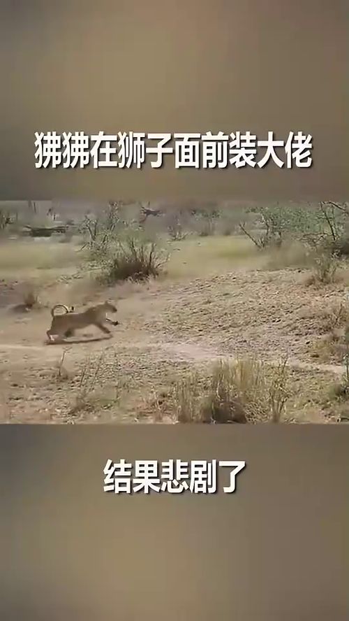 狒狒不知天高地厚,在狮子面前各种挑衅 