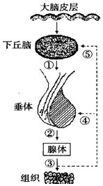 如图1为某细胞有丝分裂过程核DNA数量变化及某一分裂时期图象.请据图回答下列问题 1 该细胞是植物细胞.图B细胞处于有丝分裂的后期. 2 图B所示细胞有8条染色体.8个 