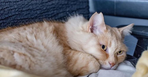四年前救助患病猫咪,如今脱胎换骨变成了黏人的仙猫