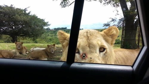 狮子咬开女子的车门,女子吓得不知所措,镜头拍下全过程 
