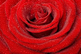 娇艳欲滴红玫瑰的诗句？