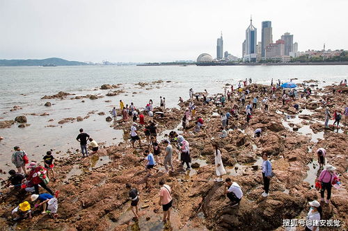 青岛栈桥海水浴场,游客在退潮后赶海拾海鲜,退潮时下海走走要注意安全