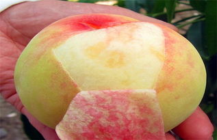常见的桃子品种有哪些