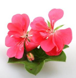 如图所示,很小的花苗就开2朵红花了,求问花的名字是什么 