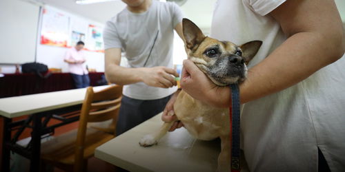 深圳市强制性要求宠物狗芯片化,全国有几千万只狗吗
