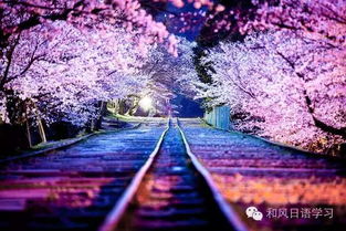 日本樱花图片真实