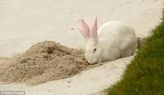 兔子挖洞的洞的样子 