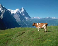 生活在画里的国度 瑞士 