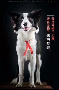 蓝瘦,香菇 我是中国禁养犬