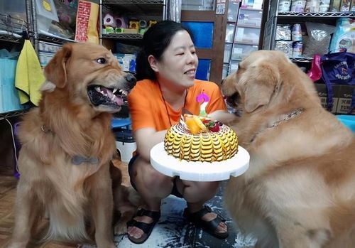 金毛看着另一个狗狗的蛋糕,护食的表情超恐怖