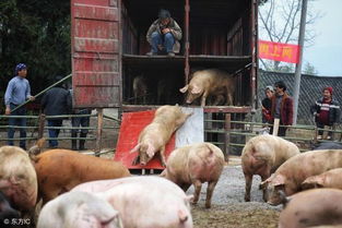 2018年2月第一周生猪价格跌1.38元 公斤 养猪人应该怎么应对 