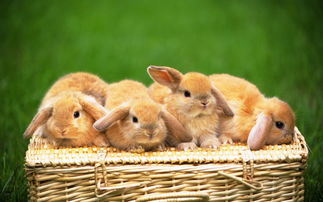 可爱兔子宠物动物世界野兔素材图片 模板下载 0.00MB 装饰图案大全 其他 