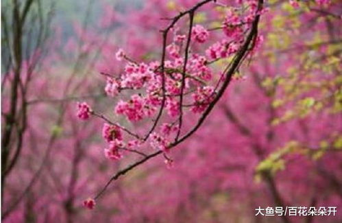 3月桃花朵朵开, 春风满面, 天赐良缘的三大星座