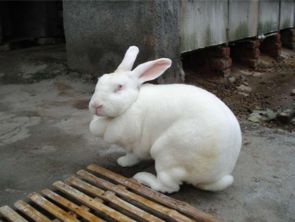 獭兔价格多少钱一只 附獭兔的高产养殖技术