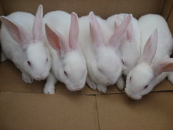 养兔与营销服务网 养兔 中国养兔网 养兔技术 养兔视频 獭兔价格 獭兔养殖技术 肉兔养殖技术 獭兔皮毛 长毛兔 种兔 