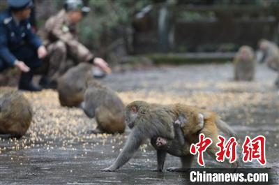 与猴为伍 浙江安吉护林员坚守深山25年 