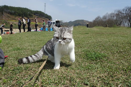 被粑粑麻麻逼着出门旅行的猫猫小Q 