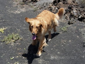 2 爱狗网的照片专辑 与金毛超级像的霍夫瓦尔特犬 
