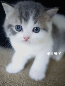 猫咪的饮食禁忌 猫咪不能吃什么东西