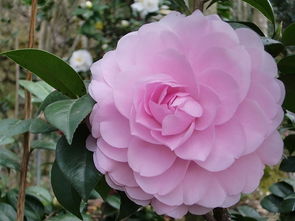 粉红色蔷薇花语,代表清净、高洁、我爱你、真情花语是什么？