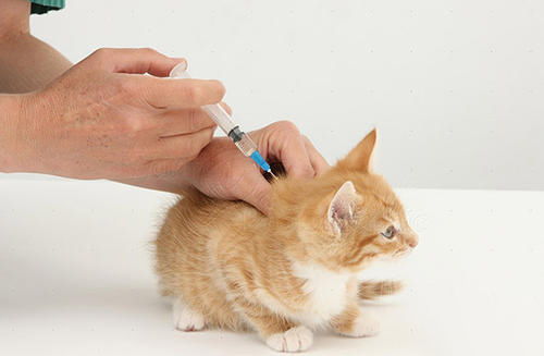 妙三多就是猫三联,猫咪怎么打妙三多疫苗,哪些猫咪不能打猫三联