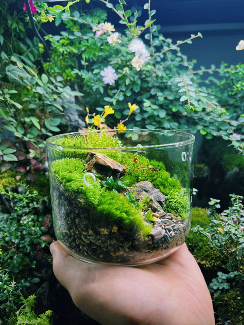 桌面苔藓微景观 一杯草香味 