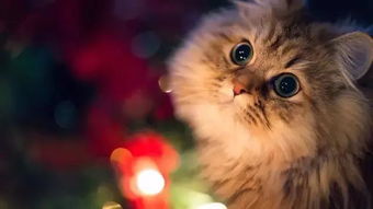 独家 那个最美的猫用品品牌pidan,刚刚获得了数千万元A轮融资