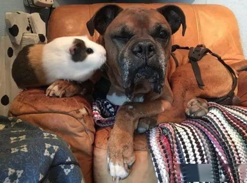 暖心 荷兰猪与狗狗的跨物种友谊