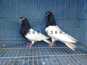 肉鸽养殖管理制度 养鸽场 
