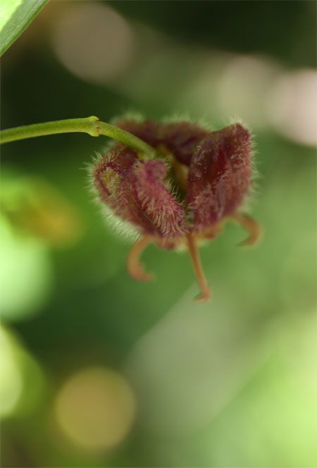 梦见去植物园