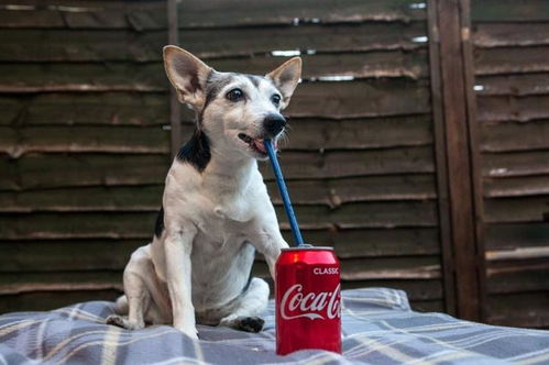 英国狗狗超爱喝可乐,每天狂喝一年后竟掉12颗牙齿