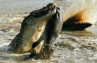 非洲草原上最令人害怕的5种猛兽 鳄鱼竟是最后一名