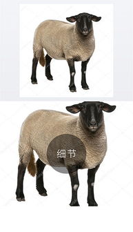 黑绵羊图片素材 黑绵羊图片素材下载 黑绵羊背景素材 黑绵羊模板下载 我图网 