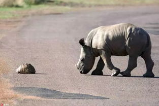 犀牛宝宝帮助小乌龟过马路,画面太有爱了 