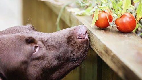 狗狗能吃西红柿吗 狗一次能吃多少番茄 番茄酱能给狗吃吗