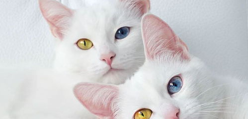 猫眼睛分泌物怎么清洁