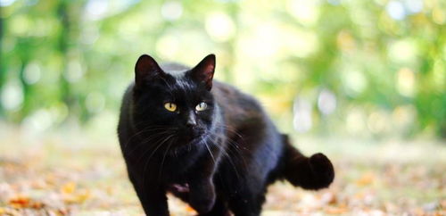 黑猫就是代表 不幸 那你永远都无法体会养一只黑猫的快乐了