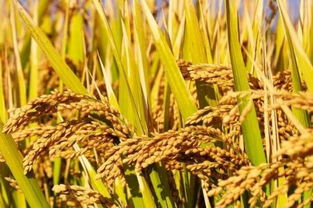 今年为啥要下调稻谷最低收购价 稻农怎么种植才会赚钱