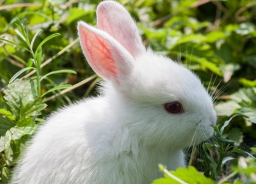 小白兔的外形特征 