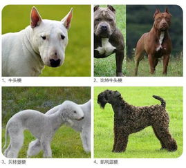 宁波公安发布28种烈性犬禁止饲养 中华田园犬也在列 