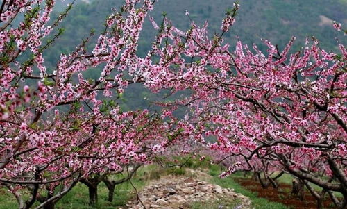 图 2020年平谷桃花节什么时候开幕呀 桃花节地址在哪呀 北京旅游 