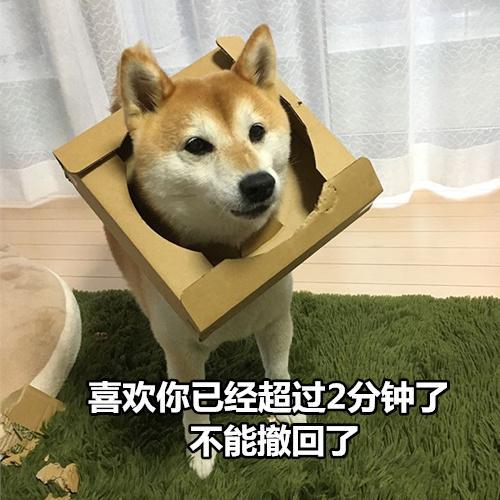 柴犬撩妹表情包 你知道我最喜欢什么制服吗 被你制服