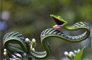 一郎档案 蛇为什么能长那么长 与自身基因和进化有关