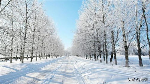 那一场雪莲般的网络爱恋